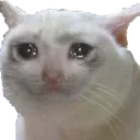 CatCry
