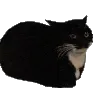 caspyspin