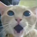 Cats_Stunned2