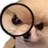 DogLoupe