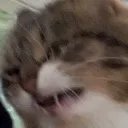 catgrr2