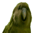 RareParrot