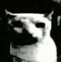 Bruh_Cat_1