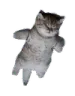 catdead