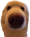 vex_stare