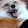 feral