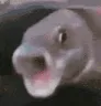 pogfish pogfish