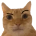 HB_CatEyebrow Discord Emoji