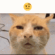 HB_CatWut Discord Emoji