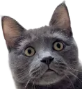 bemele_cat2 bemele_cat2
