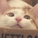 spaghetticat Discord Emoji from Niveous Gaming