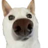 schneezer