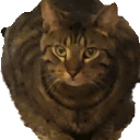 TAL_milo Discord emoji