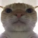 Meme Cat memecat Discord Emoji