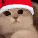 cuteCat