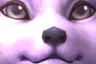 foxface2 foxface2