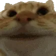 megacatyesomgyes0 Discord Emoji