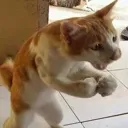 Angrycat angrycat Discord Emoji