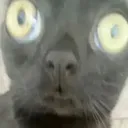 c_wildcat