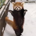 redpanda3 Discord emoji