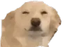 susdog