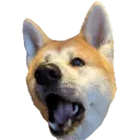 JiroChamp