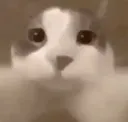 happycat