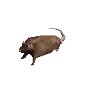 SpinningRat