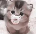 sh
