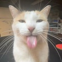 catt Discord emoji