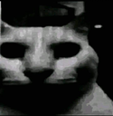 :darkcat: