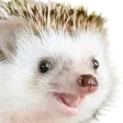 hogpog Discord Emoji