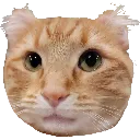 Hesitato