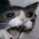 catscream