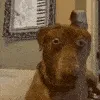 gifdogtf