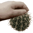 cactus Discord emoji