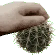 cactus cactus