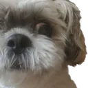gizmo_scared