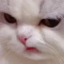 c_catangry Discord Emoji