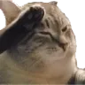 catsalute