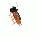 dancyCowboyCockRoach