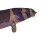 Khuli4