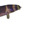 Khuli4