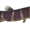 Khuli2