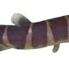 Khuli2