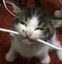 BLEHHH