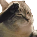 catsalute