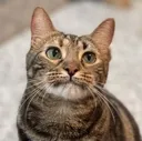 catgrimace