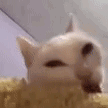:corncat: :corncat: