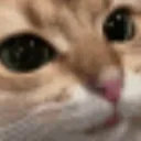 catstare
